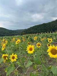 【韓国/慶州】夏はひまわり畑が見れるカフェ🌻