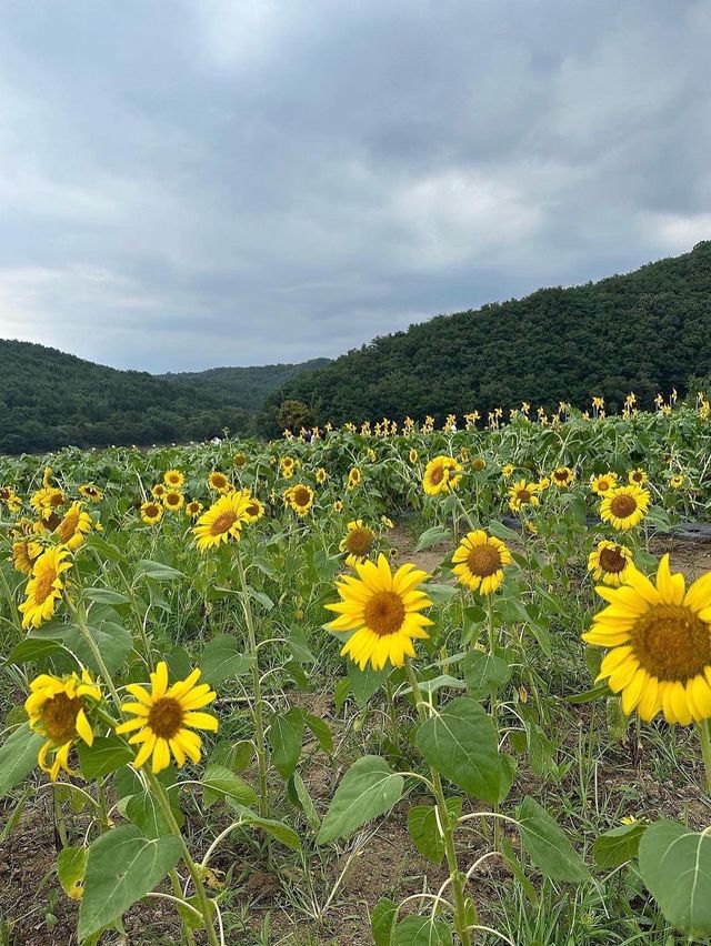 【韓国/慶州】夏はひまわり畑が見れるカフェ🌻