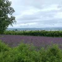 The Captivating Farm Tomita in Hokkaido