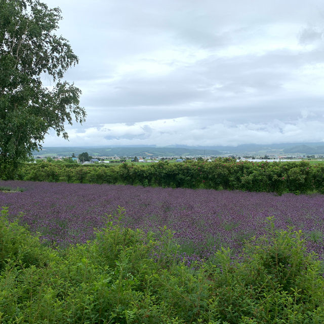 The Captivating Farm Tomita in Hokkaido