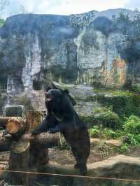 《台北》動物夏夏叫 暑假才能體驗的夜間活動-台北市立動物園