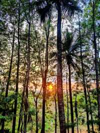 Coffee Plantation Farm near Bengaluru ☕