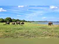 🐘 Sighting in Minneriya National Park 🇱🇰