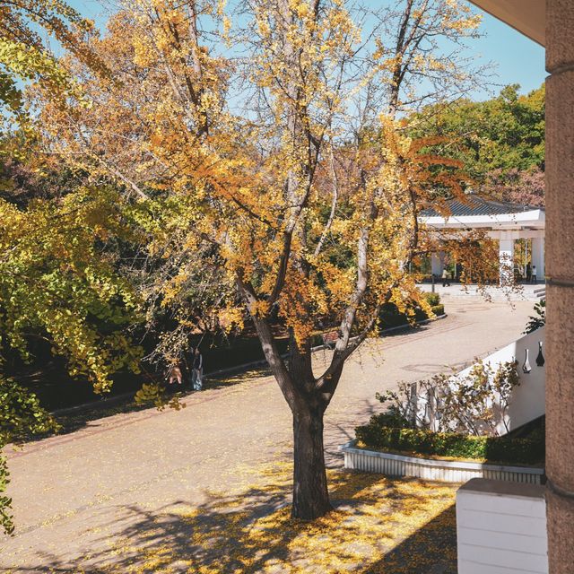 경주 숨겨진 은행나무 명소 경주국립박물관