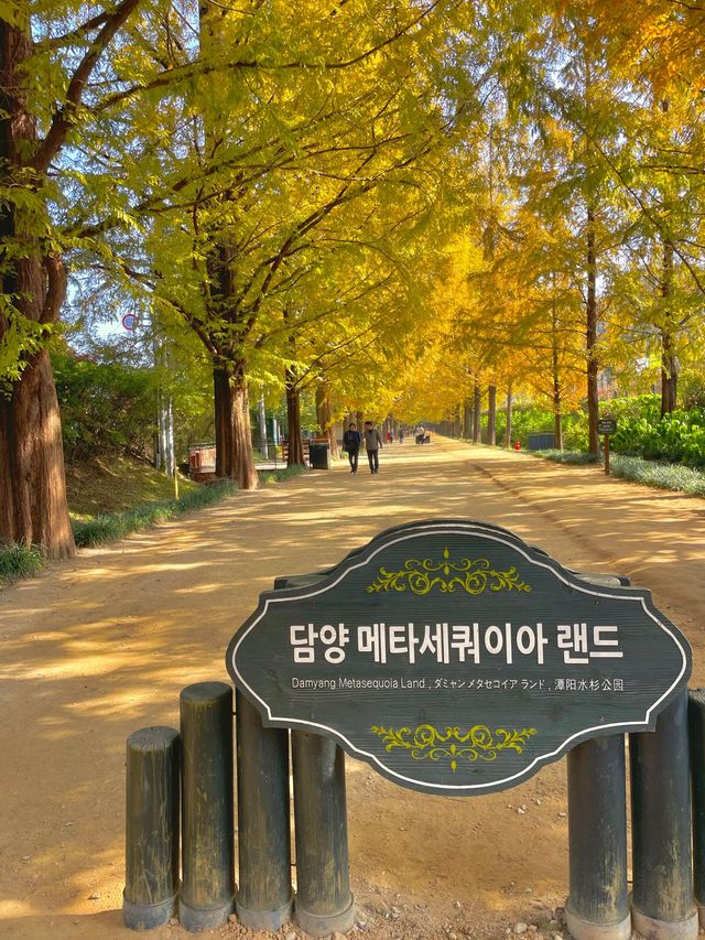 가을 여행지로 추천하는 인생샷 명소, 담양 메타세쿼이아 가로수길🌳