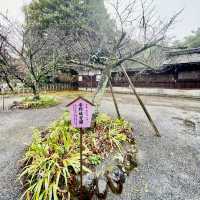 【京都府】桜の名所　平野神社