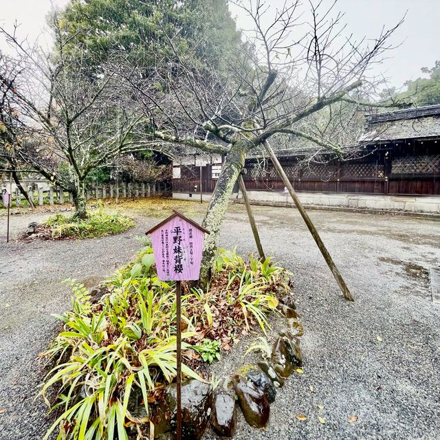 【京都府】桜の名所　平野神社