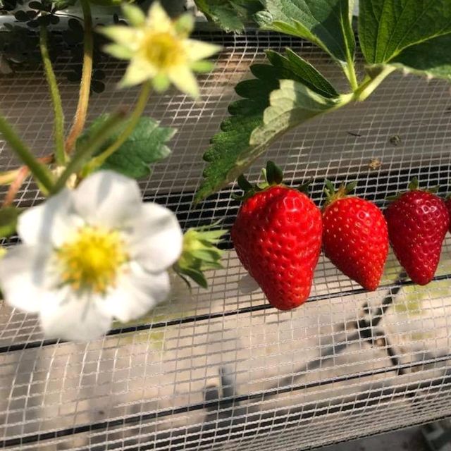 福岡筑紫野Chikushino Strawberry Farm