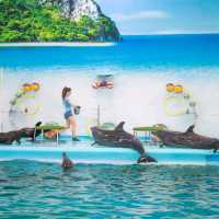  ดูแมวน้ำ 🦭 เล่นกับโลมา 🐬
Dolphins Bay Phuket