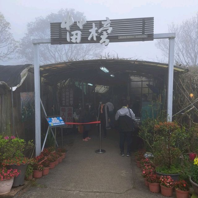 陽明山櫻花盛開啦！到處人山人海，大推苗榜餐廳驚豔的好吃