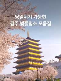 당일치기 가능한 경주 벚꽃명소 코스 🌸