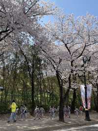 대구 이월드 벚꽃 축제 즐겨봐요🌸🌸🌸