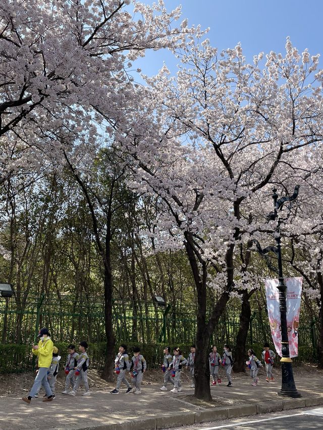 대구 이월드 벚꽃 축제 즐겨봐요🌸🌸🌸