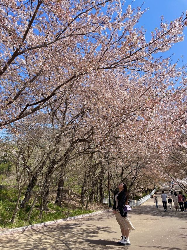 김해 벚꽃 명소, SNS 핫플 가야랜드🎡