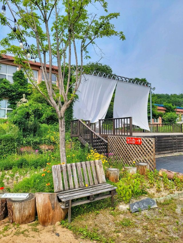 이제 곧 만개할 경남권 라벤더, 거창허브빌리지🪻💜