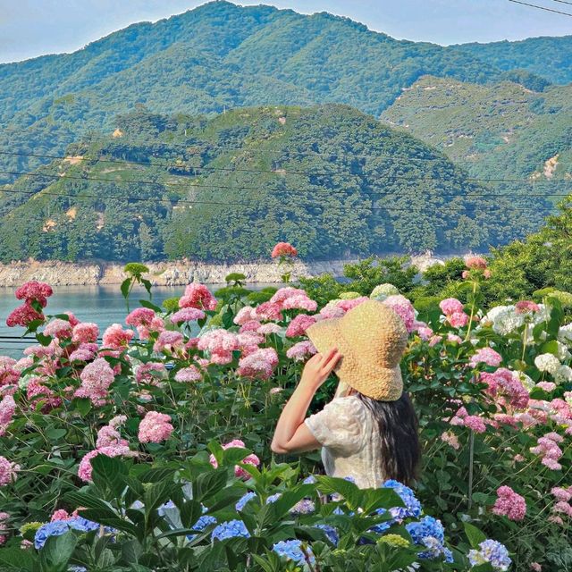 충주 호수와 수국을 함께 볼 수 있는 카페 수국여울찻집