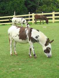 Up Close & Personal with Alpacas & More!