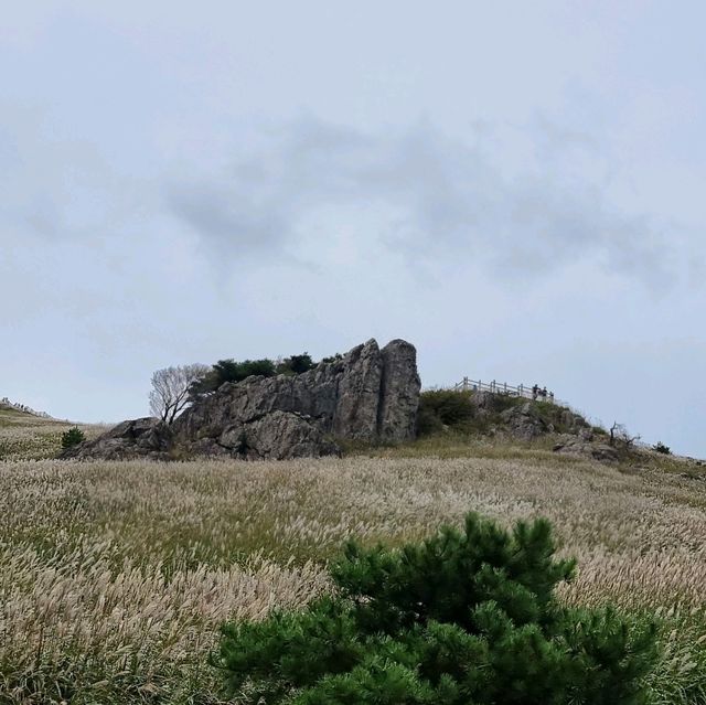 가을의 시작 억새보러가자