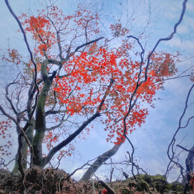 梨山 🍐🍁秋日中的山間🏞️🍂