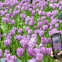 Miracle of Natural  ดอกไม้เมืองหนาว 💐