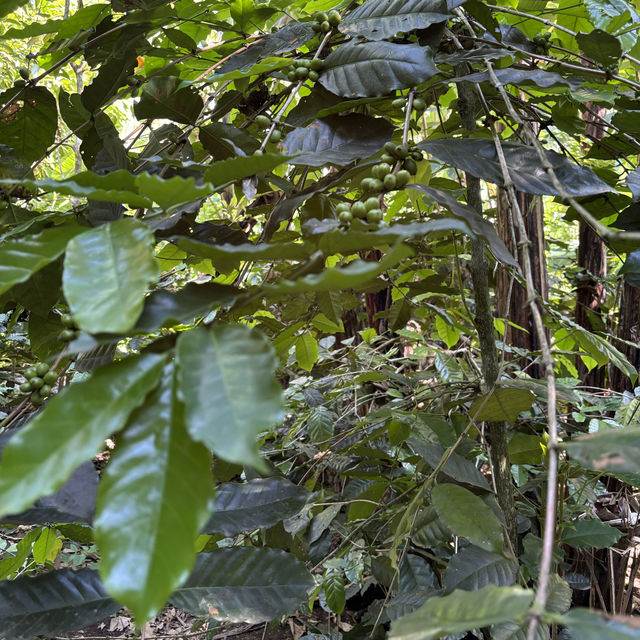 Luwak Coffee Plantation in Bali | Tampaksiring