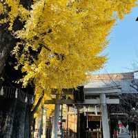 兩個東京巿區隱敞超美銀杏神社