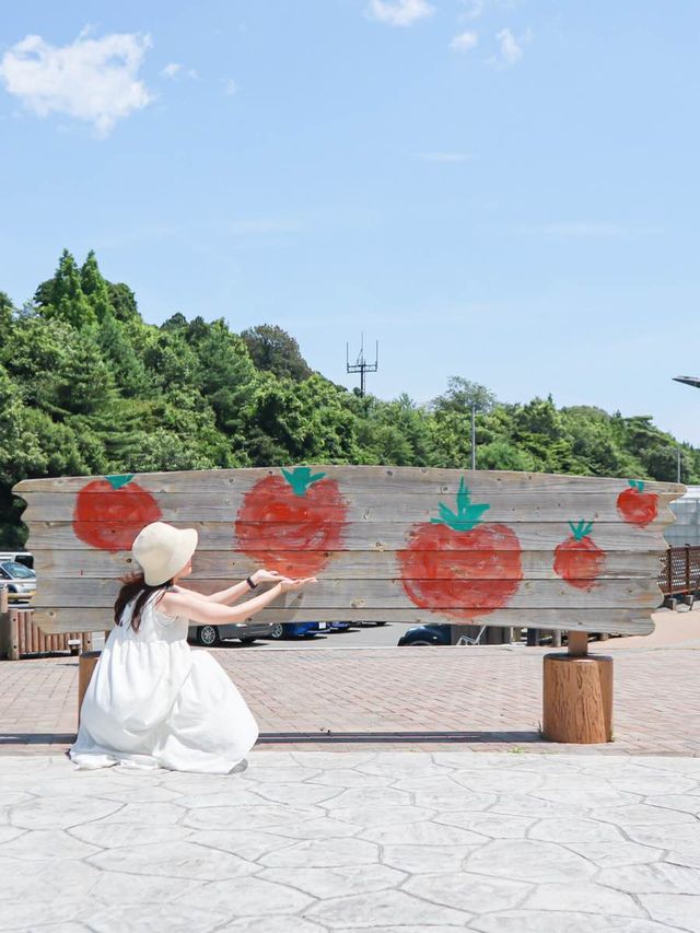 【福島】トマトのテーマパーク！？🍅🎢 フォトスポットからトマト狩りまで楽しめる穴場スポット🥫✨ 