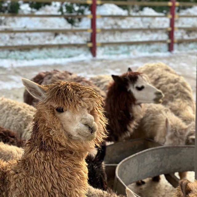 福州動物園🦁小朋友最開心事 