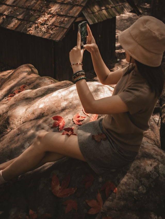 ใบเมเปิ้ลแดงสวยมากเลย 🍁