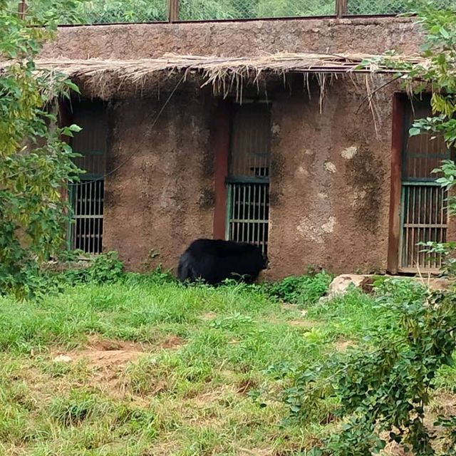 Nahargarh Biological Park