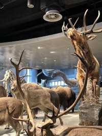 Shanghai Natural History Museum 🇨🇳