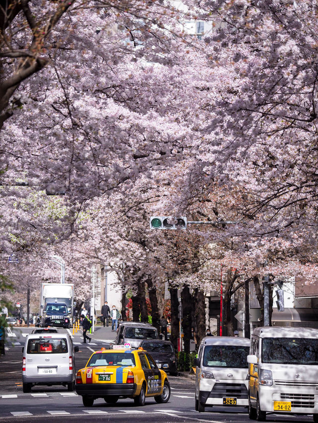 【都内の桜は3月が見頃！🌸】都内で見れるおすすめ桜スポット紹介😳✨