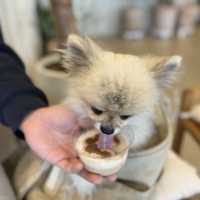 🇰🇷양양 죽도해변 오션뷰 마할로카페, 애견동반시 멍푸치노 무료!🐾☕️