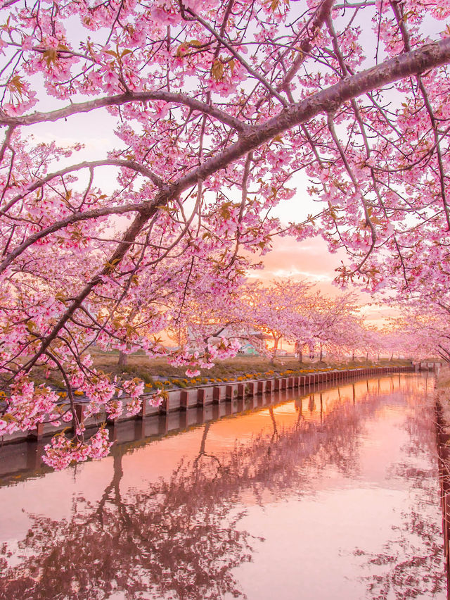  三重県で見れる早咲きの桜スポット2選！🌸
