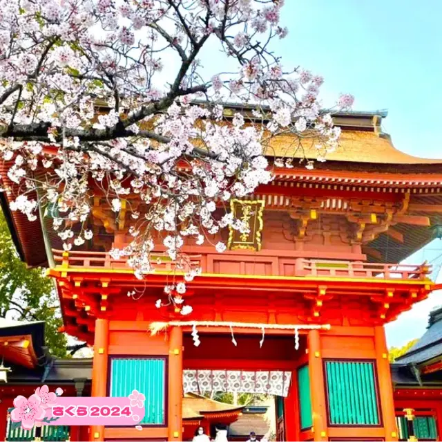 【富士山本宮淺間大社/静岡県】500本以上の桜と社殿が美しい神社