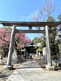 【荏原神社/東京都】寒緋桜が美しい神社