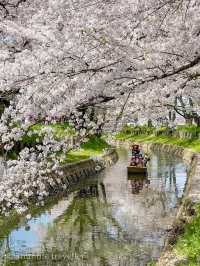 花筏と和舟の江戸時代の風情を満喫、川越の桜