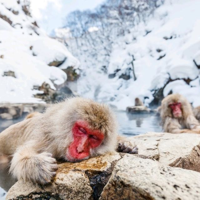 Jigokudani Monkey Park นากาโน่