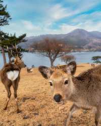 A wonderful peaceful park in nara