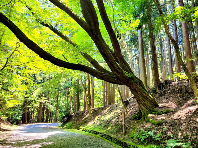 Mt. Kasuga Primeval Forest