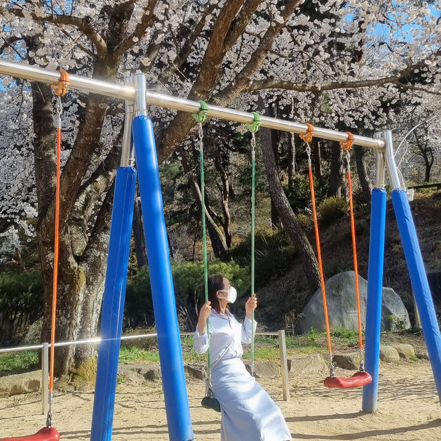 꼬불꼬불 긴 벚꽃 터널이 제일 예쁜 곳🌸