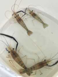 【福島(土湯温泉)】土湯温泉郷でエビ釣り体験