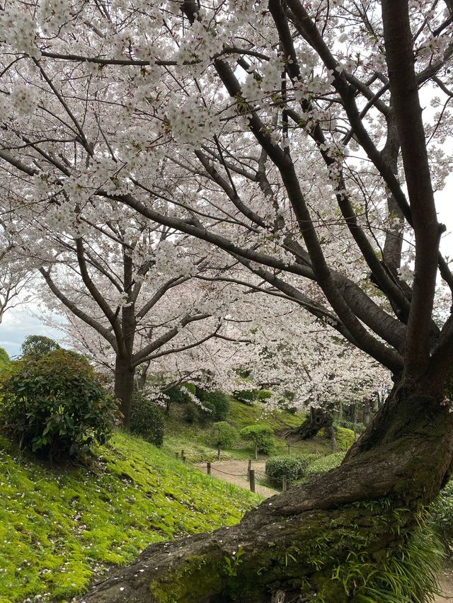 Off-the-path cherry blossom trails🌸🍃