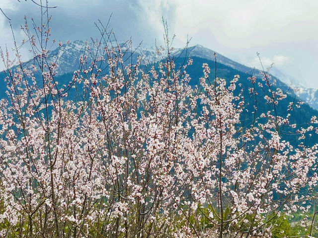 Cherry blossoms adorning the landscape.
