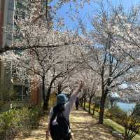 【大邱峨洋橋河畔】漫步櫻花隧道中🌸