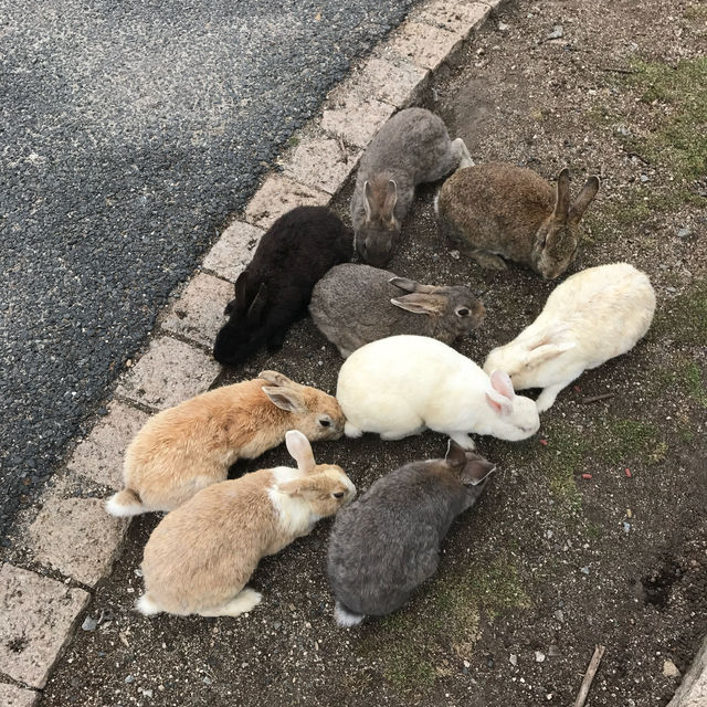 野兔聞名嘅大久野島