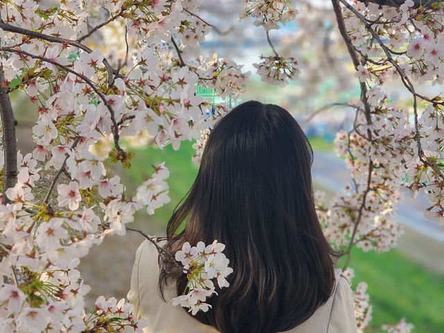 서울 벚꽃명소 지금이 절정! 안양천 벚꽃길🌸