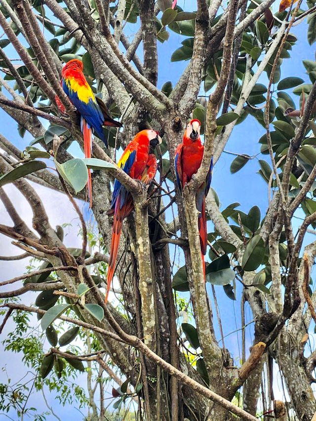 Bird Paradise