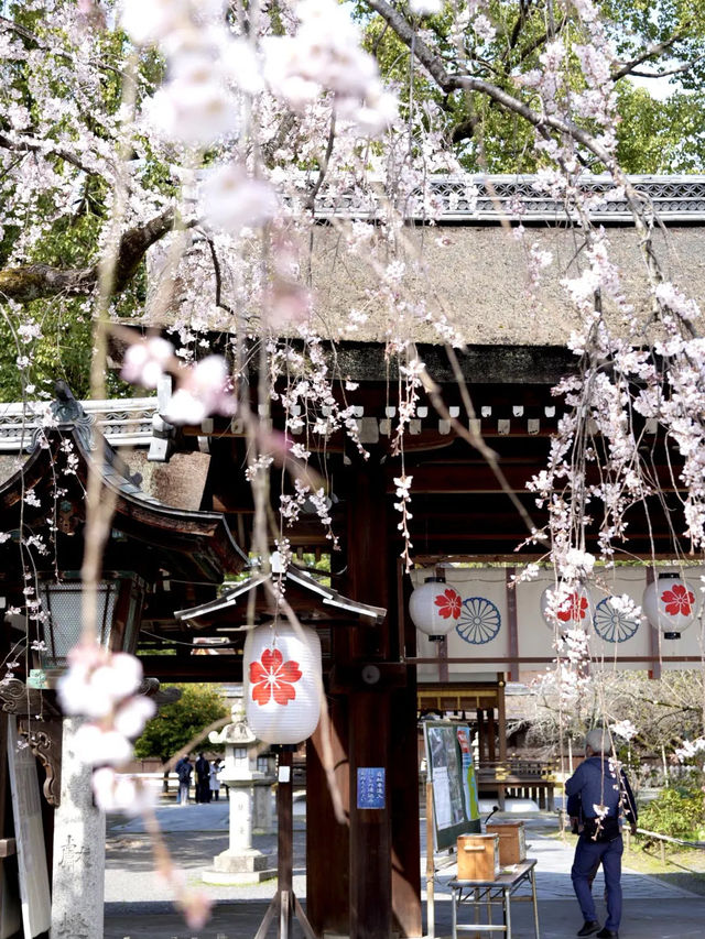 【京都桜を愛でる旅】早咲きの桜を求めて・・