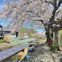 【滋賀】手漕ぎの舟から愉しむ優雅なお花見